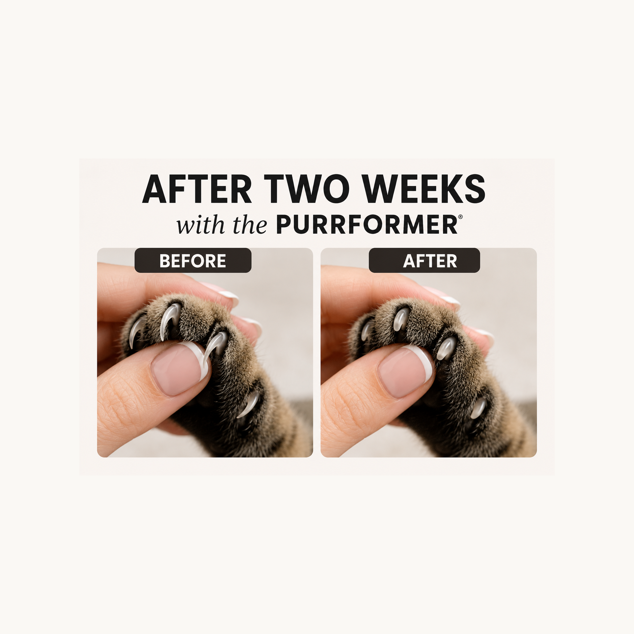 Purrformer File